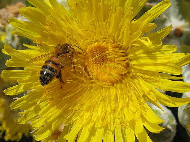 honeybee - fsachs78 stockfoto's en -beelden