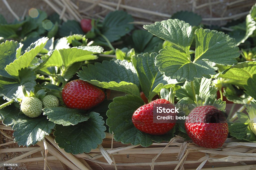 Impianti di fragole - Foto stock royalty-free di Alimentazione sana