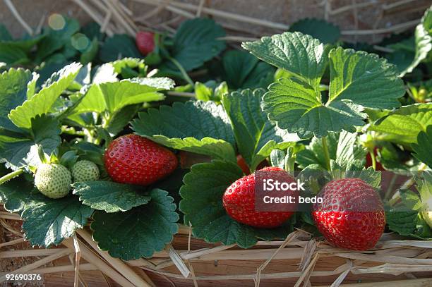Strawberry Roślin - zdjęcia stockowe i więcej obrazów Bez ludzi - Bez ludzi, Czerwony, Fotografika