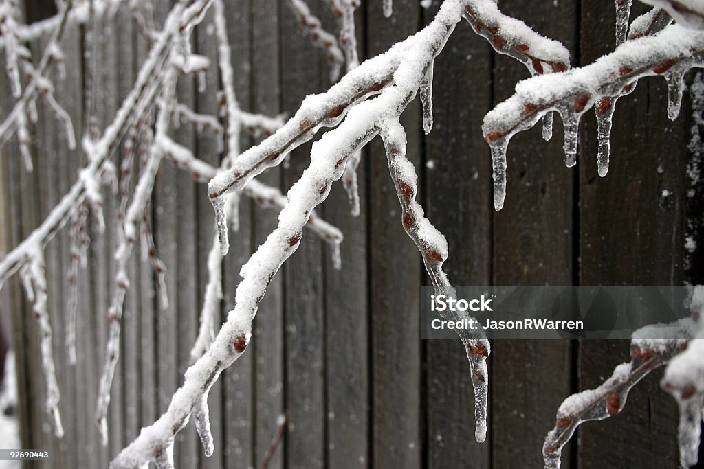 Winter Freeze V  Animal Limb Stock Photo