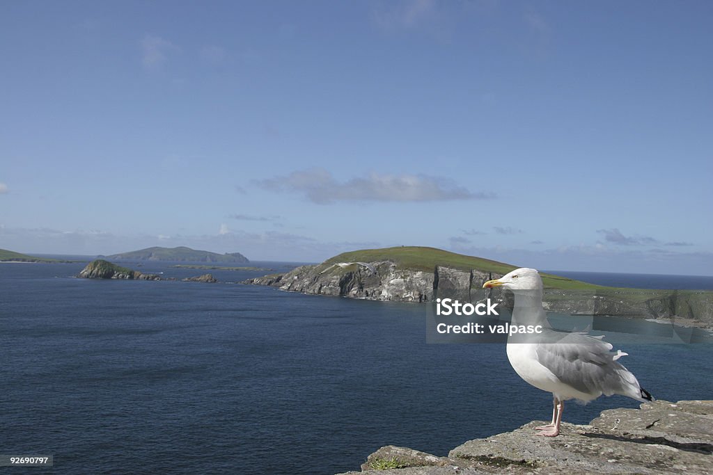 Gabbiano su Irish cliff - Foto stock royalty-free di Ambientazione esterna