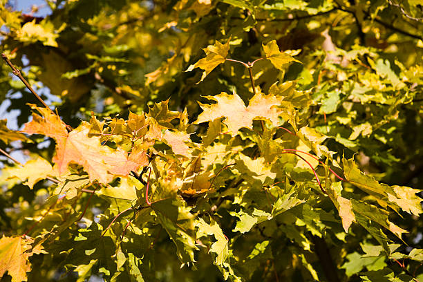 istock Collection of autumn leaves in tree nurseries 3 92690904