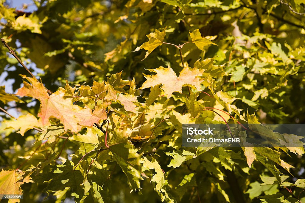 Collection of autumn leaves in tree nurseries 3  Abstract Stock Photo