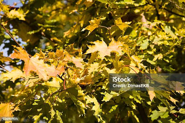 Collection Of Autumn Leaves In Tree Nurseries 3 Stock Photo - Download Image Now - Abstract, Autumn, Beauty