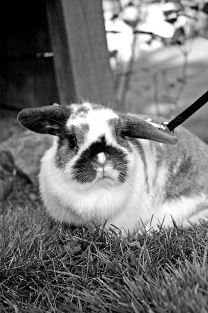 istock Holland Lop Bunny 92690999