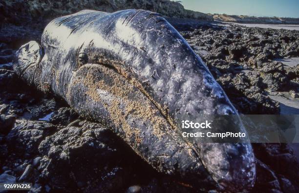 Beached Grey Whale Stock Photo - Download Image Now - Dead, Gray Whale, Whale