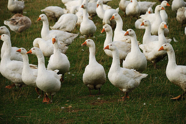 istock Flock of geese 92691587
