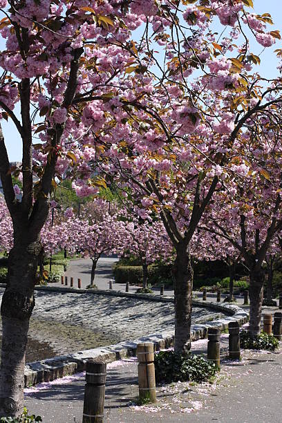 istock Cherry Blossoms, Trans Canada Trail in Vancouver, British Columbia 92691757