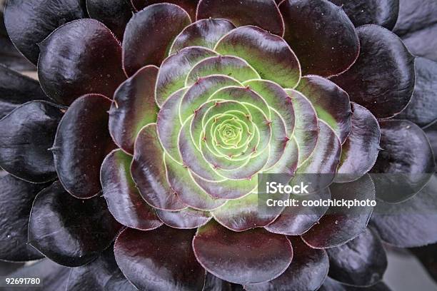 Cactus Primo Piano - Fotografie stock e altre immagini di Cactus - Cactus, Deserto, Fiore