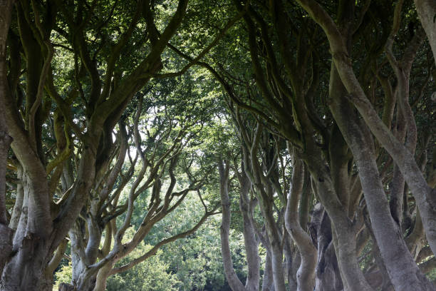 istock Magical forest, Northern Ireland 926918074