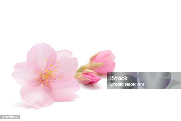 Japanese Cherry Blossom Isolated On White Background Stock Photo - Download Image Now