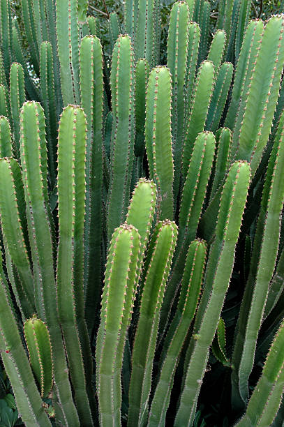 Cactus Plant 02 stock photo