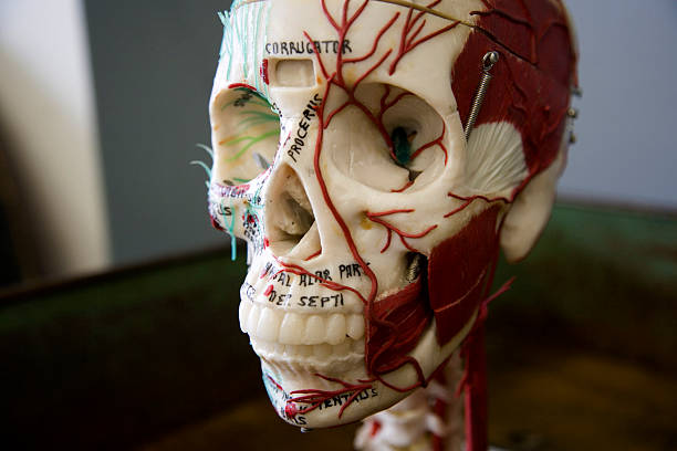 medical anatomy stock photo