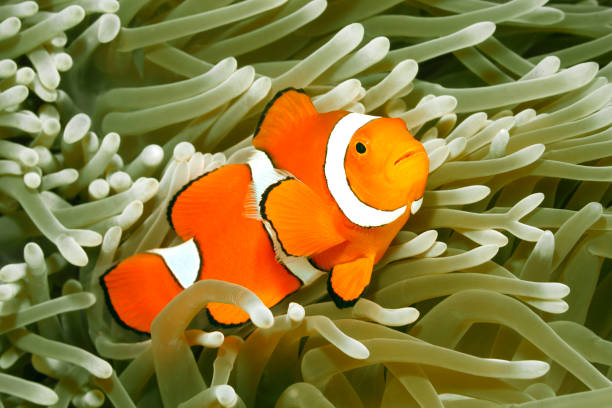 istock Clown Anemonefish, Amphiprion percula 926921330