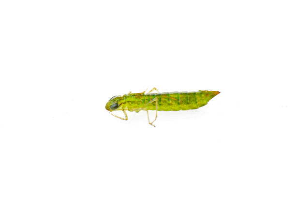istock Dragonfly larvae isolated in the white 926921648