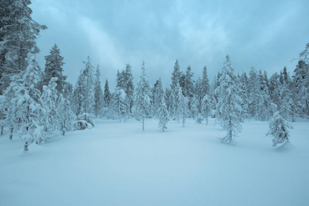 During the winter months of North Finland the sun does not rise, leaving the world cold and dark with beautiful snow covered forests and soft blue hues