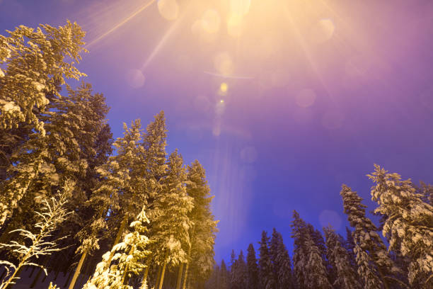 During the winter months of North Finland the sun does not rise, leaving the world cold and dark with beautiful snow covered forests and soft blue hues