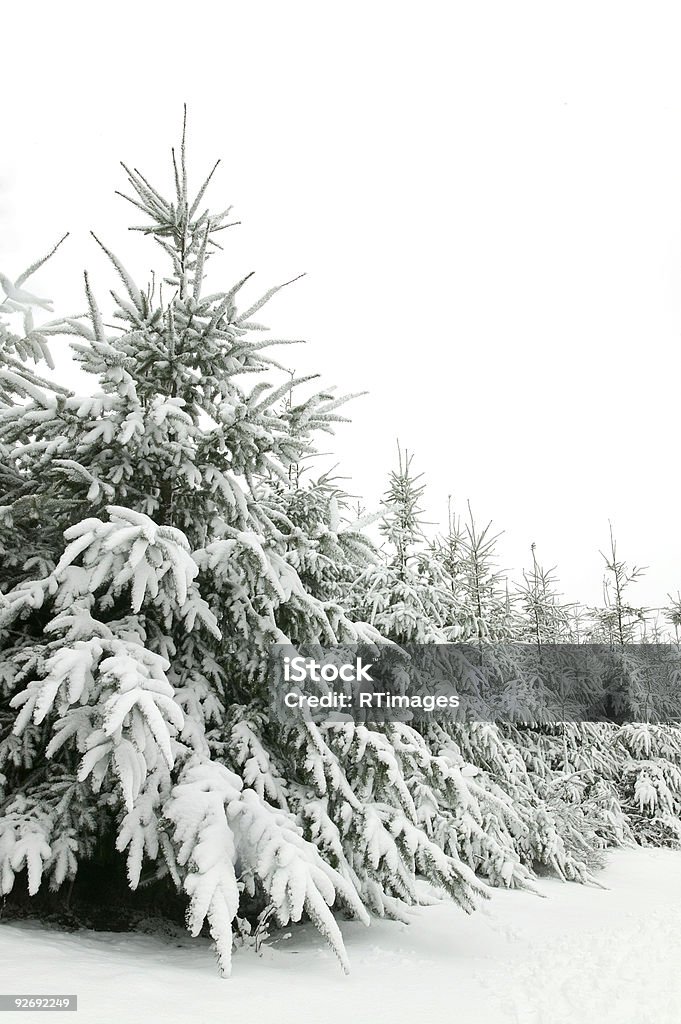 Alberi da neve - Foto stock royalty-free di Abete