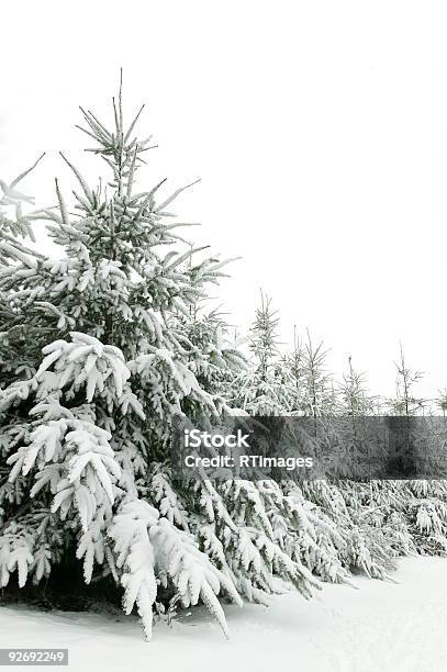 Śnieg Drzewa - zdjęcia stockowe i więcej obrazów Bez ludzi - Bez ludzi, Biały, Chłodny