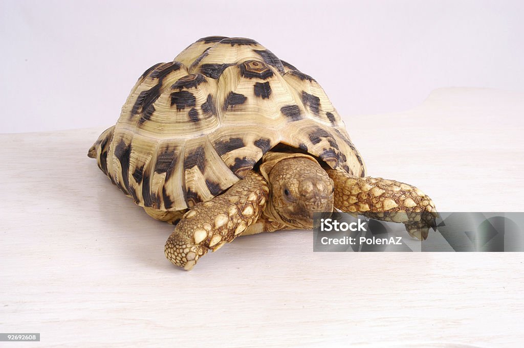 African Leopard Tortoise  Amphibian Stock Photo