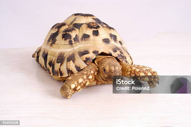 African Leopard Tortoise Stock Photo - Download Image Now - Amphibian, Animal, Animal Shell