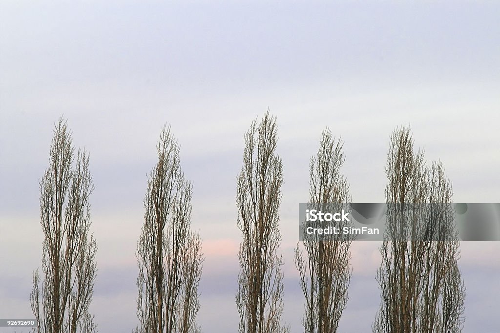 Bäume am Abend-Himmel - Lizenzfrei Abenddämmerung Stock-Foto