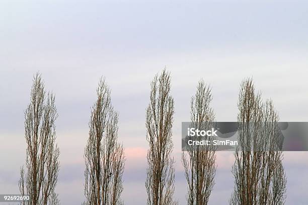 Alberi Sul Cielo Notturno - Fotografie stock e altre immagini di Albero - Albero, Albero spoglio, Blu