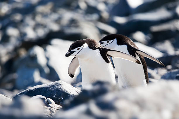 wir werden später beeilen sie sich - nature antarctica half moon island penguin stock-fotos und bilder