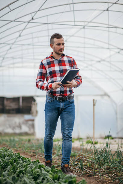 istock Agronomist in lettuce greenhouse 926930040
