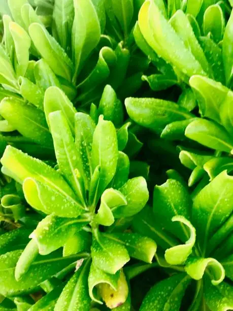 Photo of Lush green Crassulaceae (stonecrop family) plant on the beach of Barbados