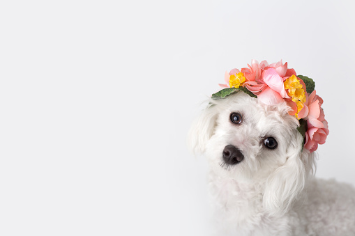 Cute puppy wearing spring floral crown in studio on white background