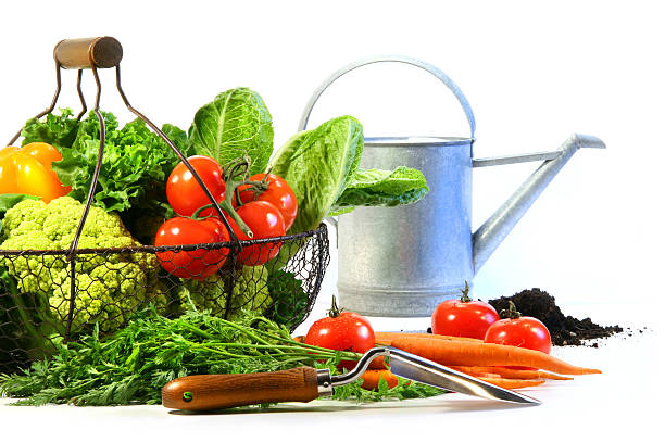 Fresh vegetables with watering can stock photo