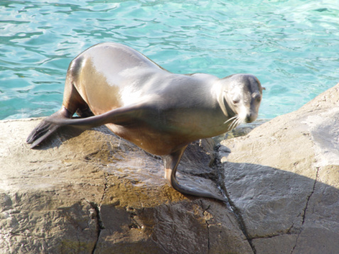 Sea lion waving during a show