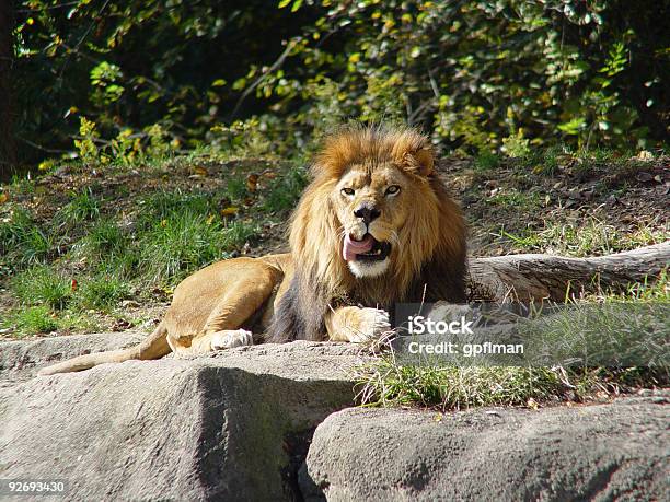 Chop Lamber Leão - Fotografias de stock e mais imagens de Animais caçando - Animais caçando, Animal, Animal macho