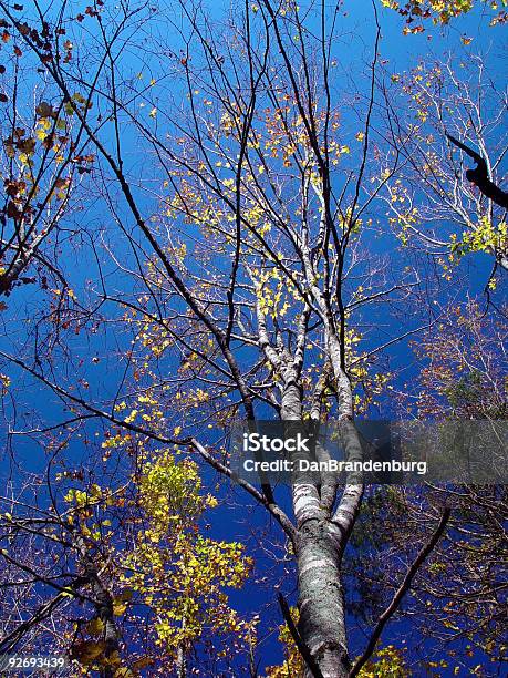 Foto de Árvore E Céu Azul e mais fotos de stock de Acampar - Acampar, Animal selvagem, Azul