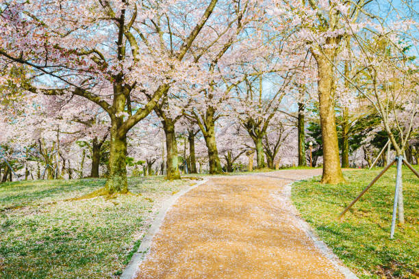 istock Cherry blossom trees on green lawn 926936710
