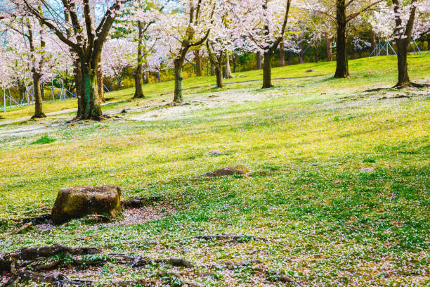 istock Cherry blossom trees on green lawn 926936738