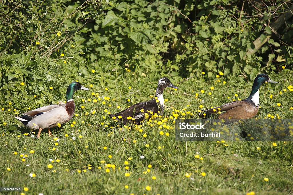 Trois ducks - Photo de Aliments et boissons libre de droits
