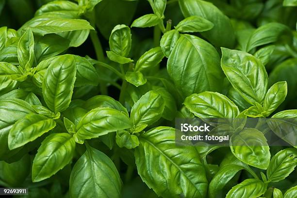 Organic Basil Stock Photo - Download Image Now - Basil, Color Image, Cultivated