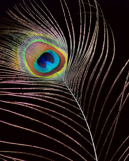 istock Brilliant Peacock Feather on Black 92693918
