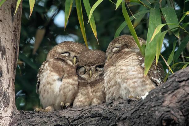 istock Family of Spotted Owlets 926939698