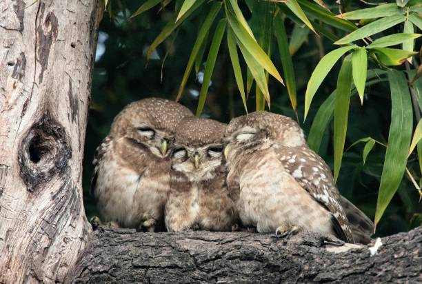 istock Family of Spotted Owlets 926939700
