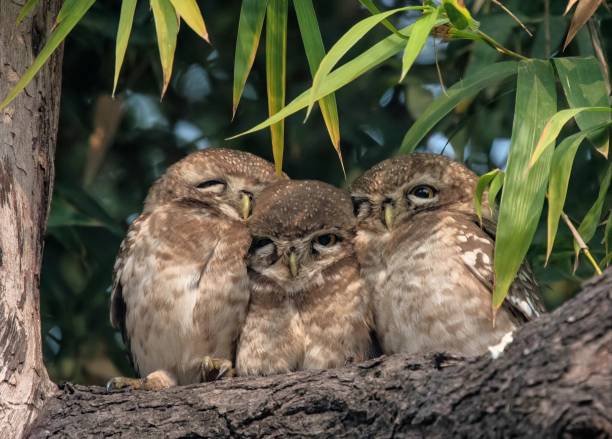istock Family of Spotted Owlets 926939706