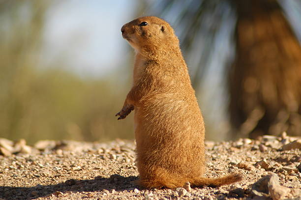 Prairie Dog  woodchuck photos stock pictures, royalty-free photos & images
