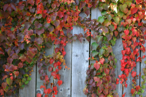 Red leaves of creeping wild maiden grapes in autumn. Natural overgrown background of colorful purple yellow five leaf parthenocissus quinquefolia. Texture bright foliage girlish grapes.