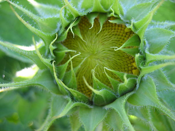 The young sunflower stock photo
