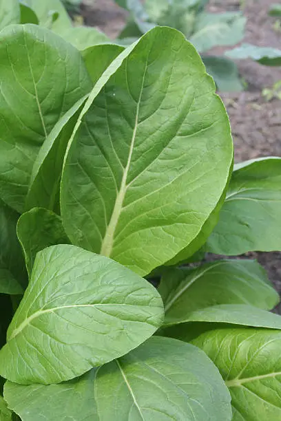 Komatsuna is a Japanese green,similar to spinach.