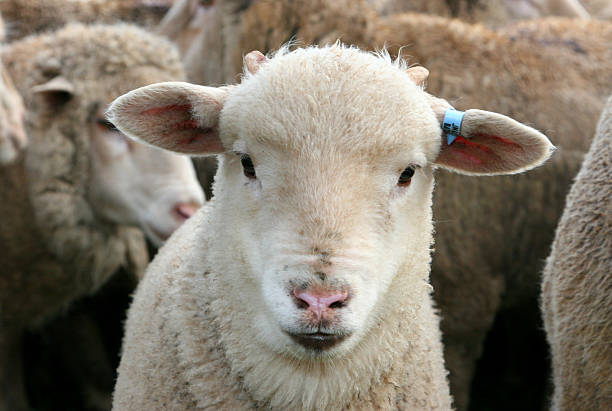 Cute sheep look like they're sharing secrets. Warm sunlight softly fills the barn. Please view my other farm animal images.