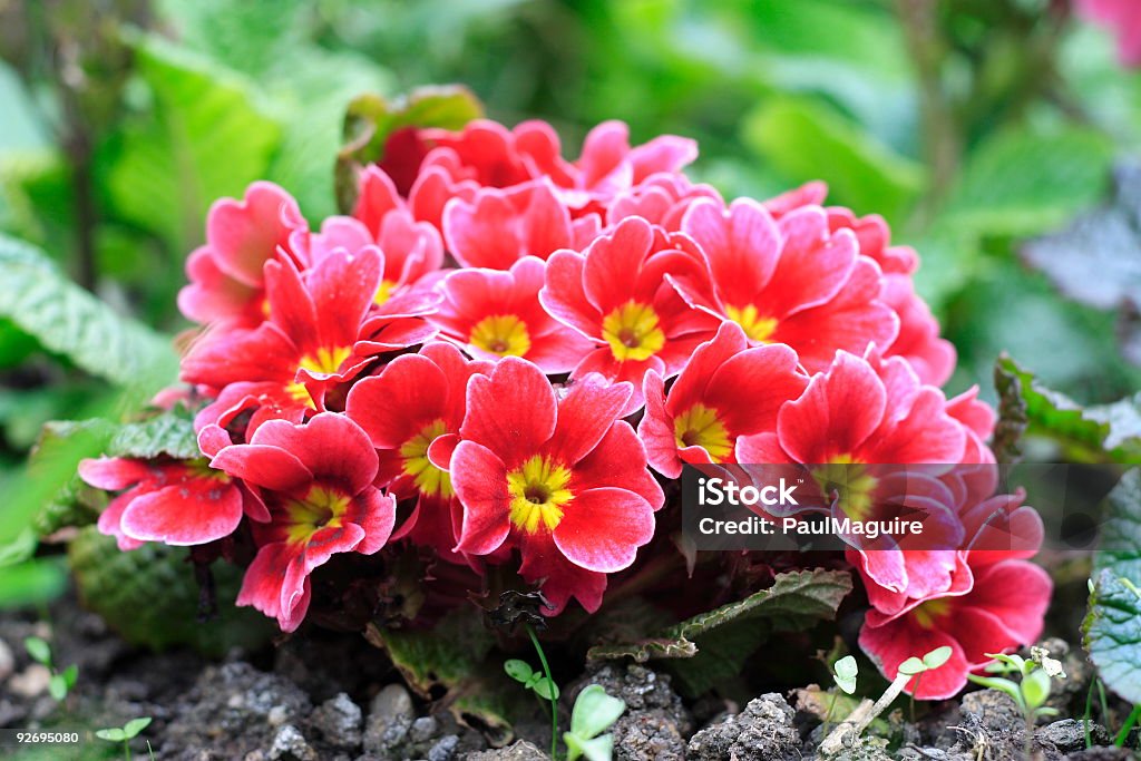 Primroses - Foto stock royalty-free di Primula