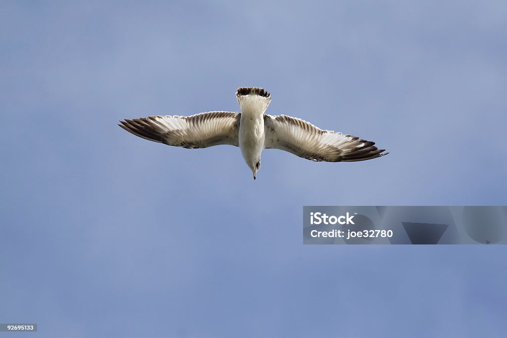 Seagul  Animals Hunting Stock Photo
